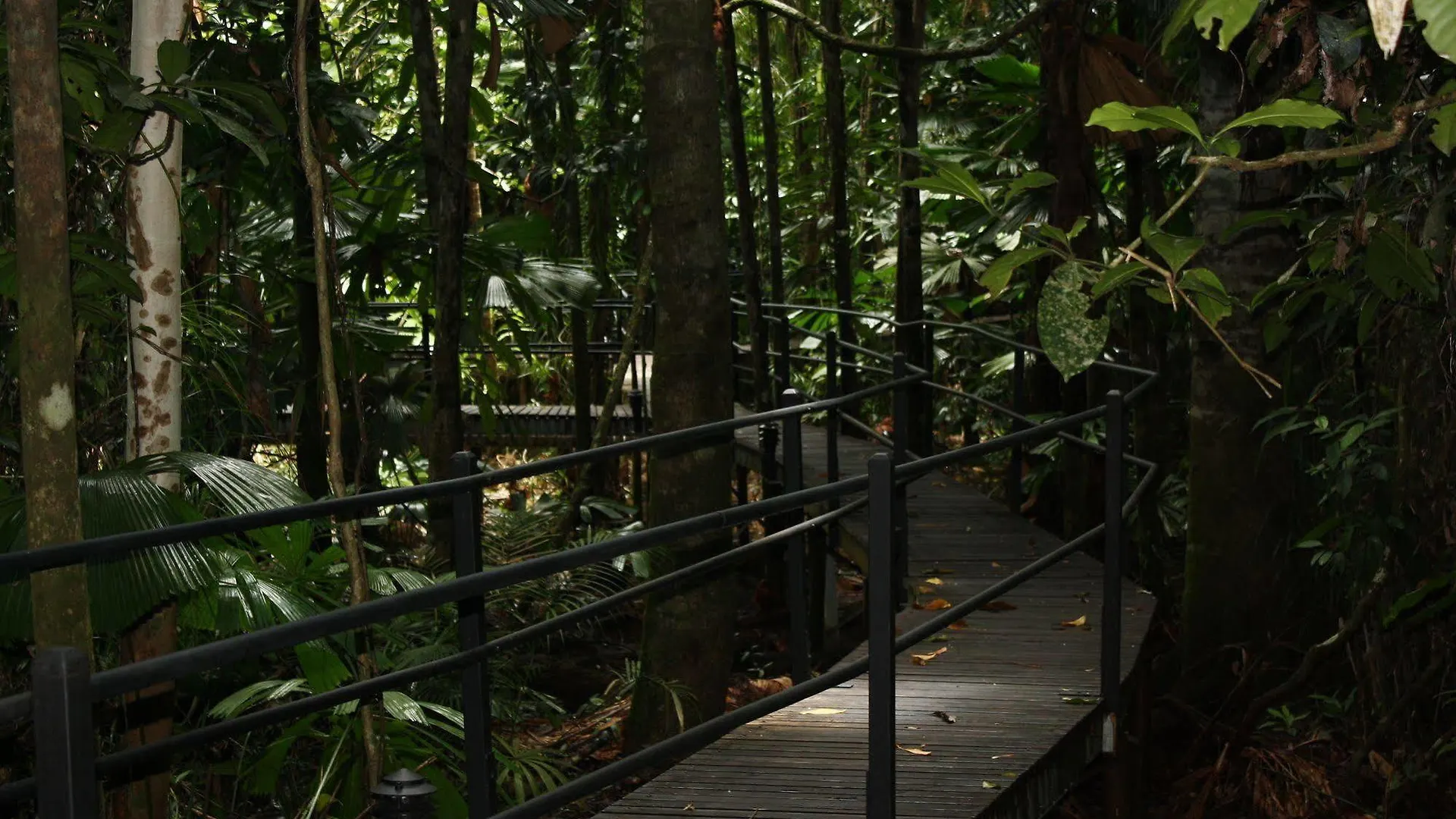 Daintree Wilderness Lodge Resort