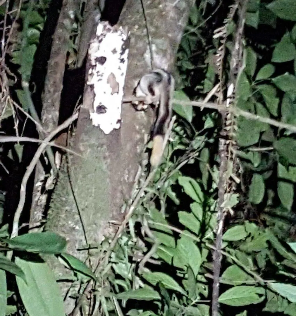 Daintree Wilderness Lodge
